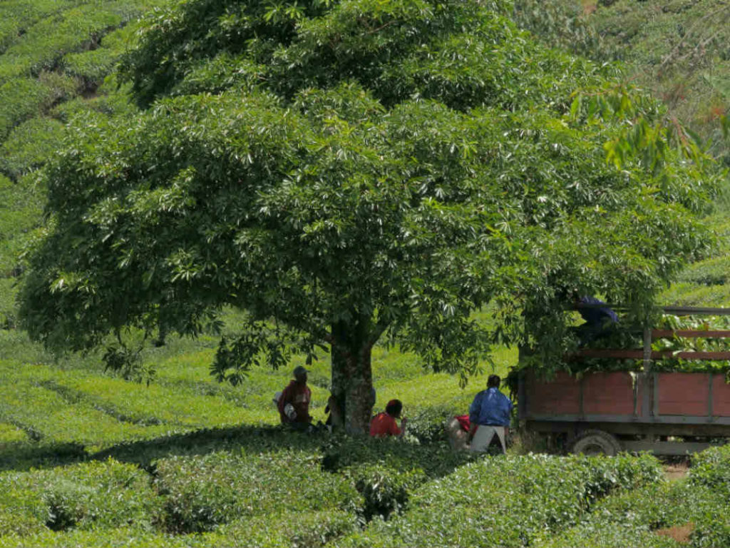 Cameron Highlands - Fresh getaway