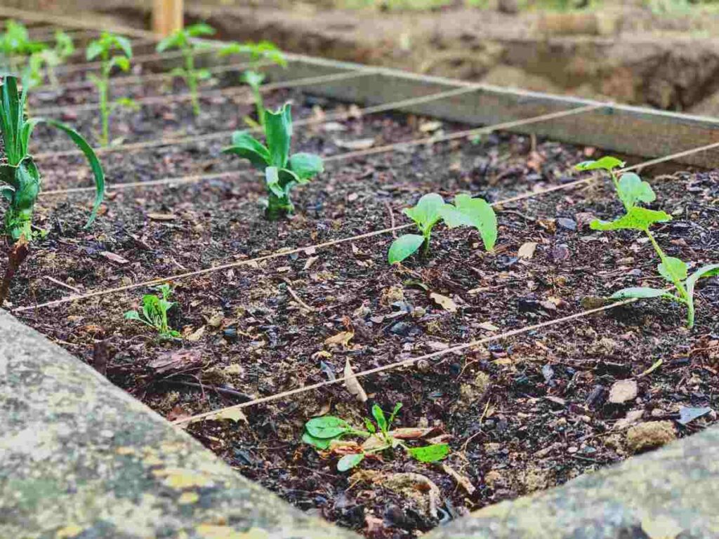 Planning a new veggie garden